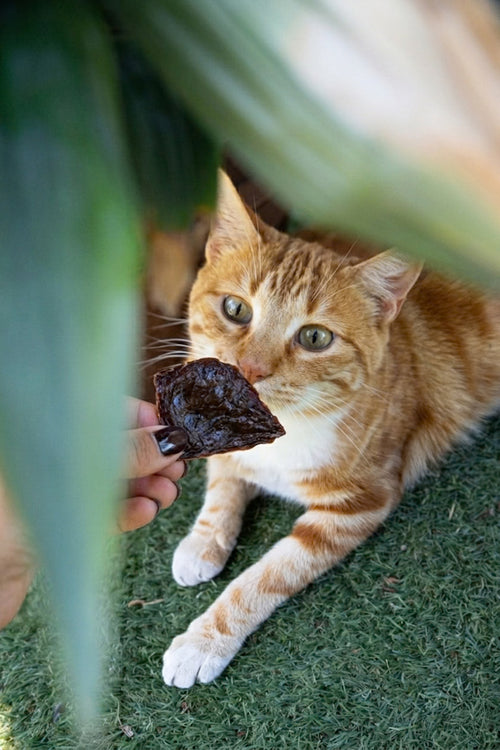 Snack para gatos de higado y corazón de vacuno deshidratado